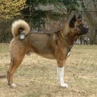 Amerikanischer Akita