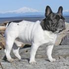 Französische Bulldogge