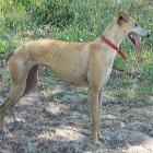 Galgo Español