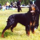 Gordon Setter