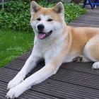 Akita