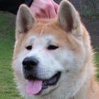 Akita