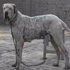 Alangu Mastiff