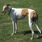 Greyhound