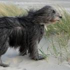 Bearded Collie