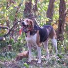 American Foxhound