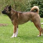 Amerikanischer Akita