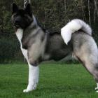 Amerikanischer Akita