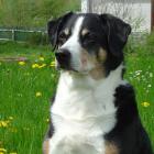 Appenzeller Sennenhund