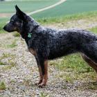 Australian Cattle Dog 