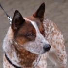 Australian Cattle Dog