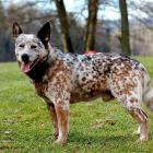 Australian Cattle Dog