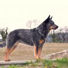 Australian Cattle Dog