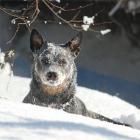 Australian Cattle Dog