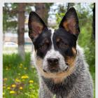 Australian Cattle Dog