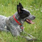 Australian Cattle Dog