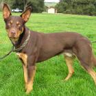 Australian Kelpie