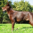 Australian Kelpie