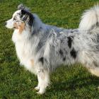 Australian Shepherd