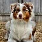 Australian Shepherd