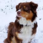 Australian Shepherd