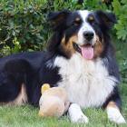 Australian Shepherd