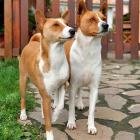 Basenji