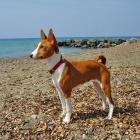 Basenji