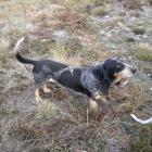 Basset bleu de Gascogne