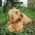 Basset fauve de Bretagne