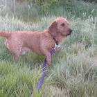 Basset fauve de Bretagne