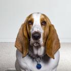 Basset Hound