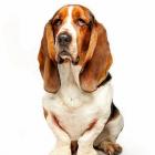 Basset Hound