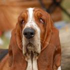 Basset Hound