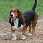 Basset Hound