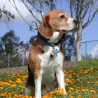 Beagle