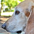 Beagle-Harrier