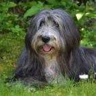 Bearded Collie