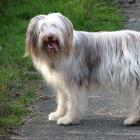 Bearded Collie