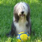 Bearded Collie