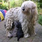 Bergamasker Hirtenhund