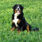 Berner Sennenhund