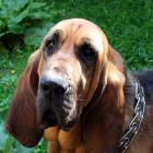 Bloodhound