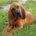 Bloodhound