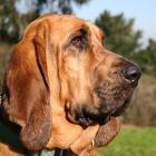 Bloodhound