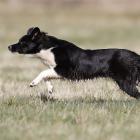 Border Collie