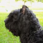 Bouvier des Flandres