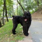 Bouvier des Flandres