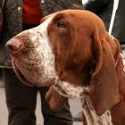 Bracco Italiano