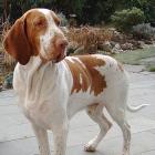 Bracco Italiano